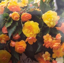 trailing begonia plants for sale trailing begonia plants for sale SOUTHAMPTON