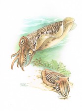Gemeiner tintenfisch tintensch gebraucht kaufen  Berlin