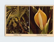 Postcard pandanus fruit for sale  Stevens Point