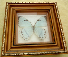 Butterfly picture display for sale  MANCHESTER