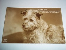 Scruffy terrier vintage for sale  SHREWSBURY