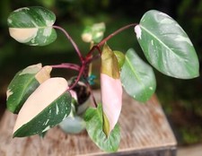 Philodendron pink princess for sale  Hollywood