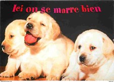Animaux chiens labrador d'occasion  Fruges