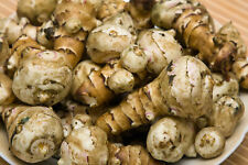 Topinambur tuberi freschi usato  Spedire a Italy