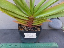 Aloe comosa 349 for sale  Deland