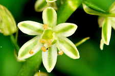 Ornithogalum caudatum caudex usato  Napoli