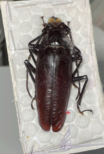 Prioninae callipogon beckeri for sale  Shipping to United States