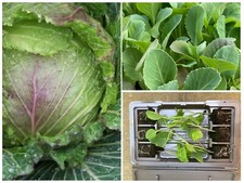 Cabbage vegetable plug for sale  CHESTER