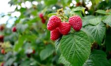 Pianta lampone fragola usato  Valenzano