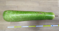 Flaschenkürbis kalebasse ries gebraucht kaufen  Berlin