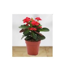 Houseplant crown thorns for sale  Danielson
