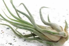 Tillandsia large caput for sale  DRONFIELD