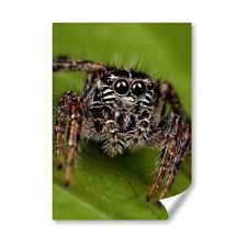 Jumping spider insect for sale  SELBY