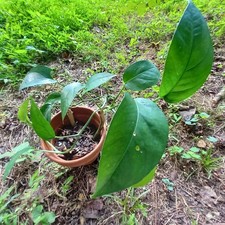 Asian aroid tropical for sale  Atlanta