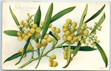 Postcard yellow acacia for sale  Stevens Point