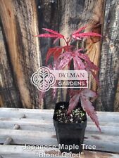 Dormant japanese maple for sale  Sheridan