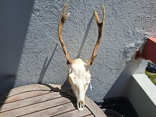 Crâne cerf sika d'occasion  Lorient