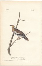 bird print for sale bird print for sale Cleveland