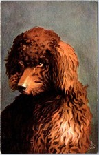 Pets dogs poodle d'occasion  Expédié en Belgium