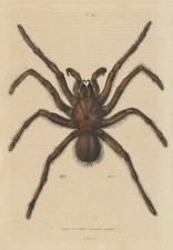 Tarantula spider. mygale for sale Tarantula spider. mygale for sale  LONDON