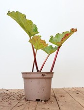 Rheum rhabarbarum red gebraucht kaufen  Westerstede