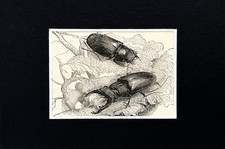 Stag beetle insect for sale Stag beetle insect for sale  NORWICH