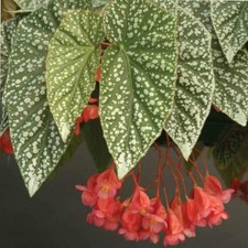 Angel wing begonia for sale  Terrell
