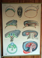 Deutsches hygienemuseum lehrta gebraucht kaufen  Burgdorf