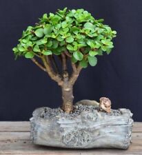 Bonsai tree baby for sale  Patchogue