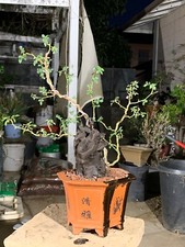 Rose live tree for sale  Chino Hills