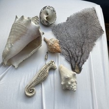 Große muschel koralle gebraucht kaufen  Unter-Hainbrunn