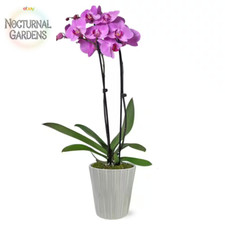 Premium orchid pink for sale  Denver