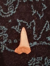 Haifisch zahn matrix gebraucht kaufen Haifisch zahn matrix gebraucht kaufen  Bad Kreuznach