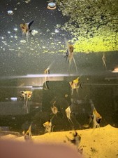 Live fish juvenile for sale  Tampa