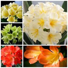 Clivia seeds kaffir d'occasion  Expédié en Belgium