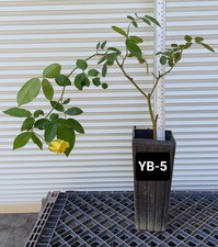 One yellow bush for sale  Kingsburg