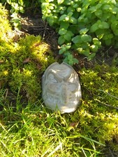 Hexen maske frostsicheren gebraucht kaufen  Langendorf