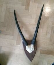 Antilopengeweih antilope gewei gebraucht kaufen  Hildesheim