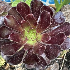 Aeonium succulent plante d'occasion  Montpellier-