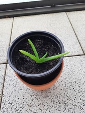 Aloe vera pflanze gebraucht kaufen  Göttingen