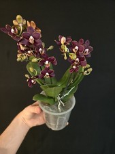 Phalaenopsis chocolate flower for sale  NOTTINGHAM