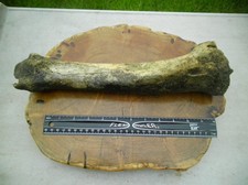 Large bison buffalo for sale  Brookings