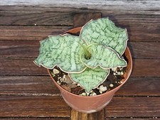 Sansevieria kirkii silver for sale  Homestead