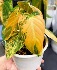 80002379 philodendron melanoch gebraucht kaufen  Reutlingen