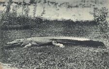 Singapore crocodile publ. d'occasion  France
