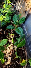 Loquat tropical live for sale Loquat tropical live for sale  San Francisco