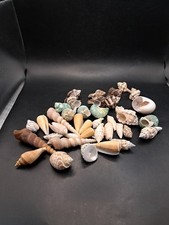 Mix apple murex for sale  Fort Myers