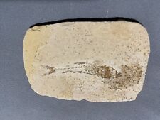 fossil fish brazil for sale  Moorpark