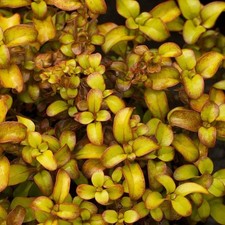 Coprosma pina colada d'occasion  Pouzauges