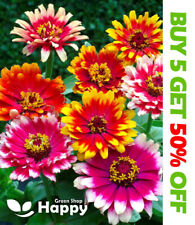 Zinnia elegans dwarf for sale  DONCASTER